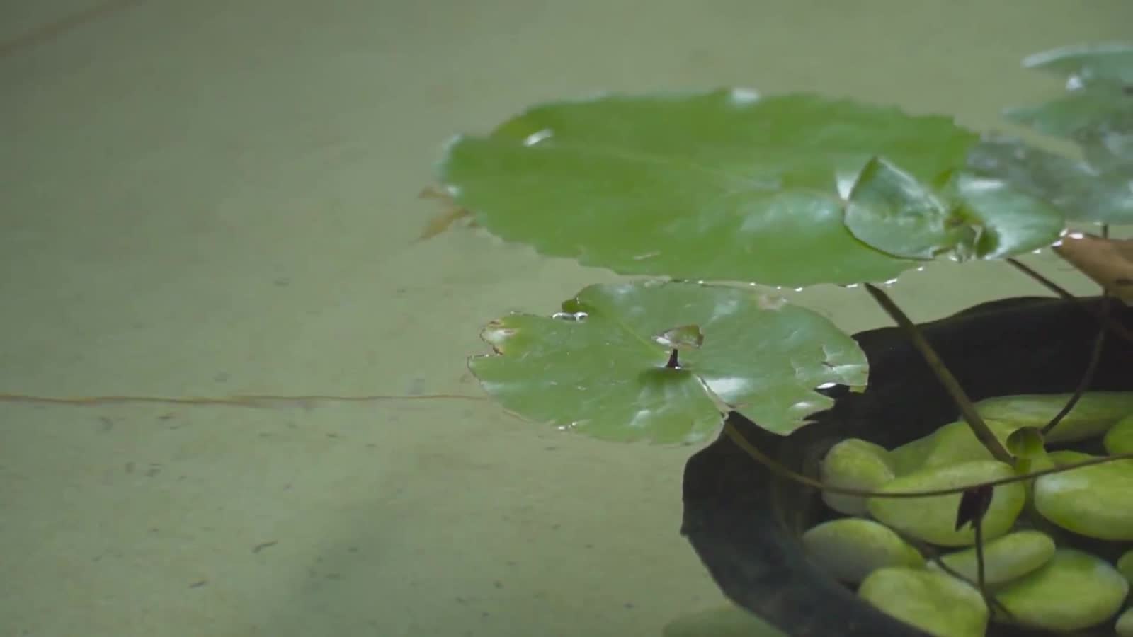 Lotus pond detail
